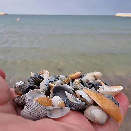 招待所 Steluta De Mare 4*